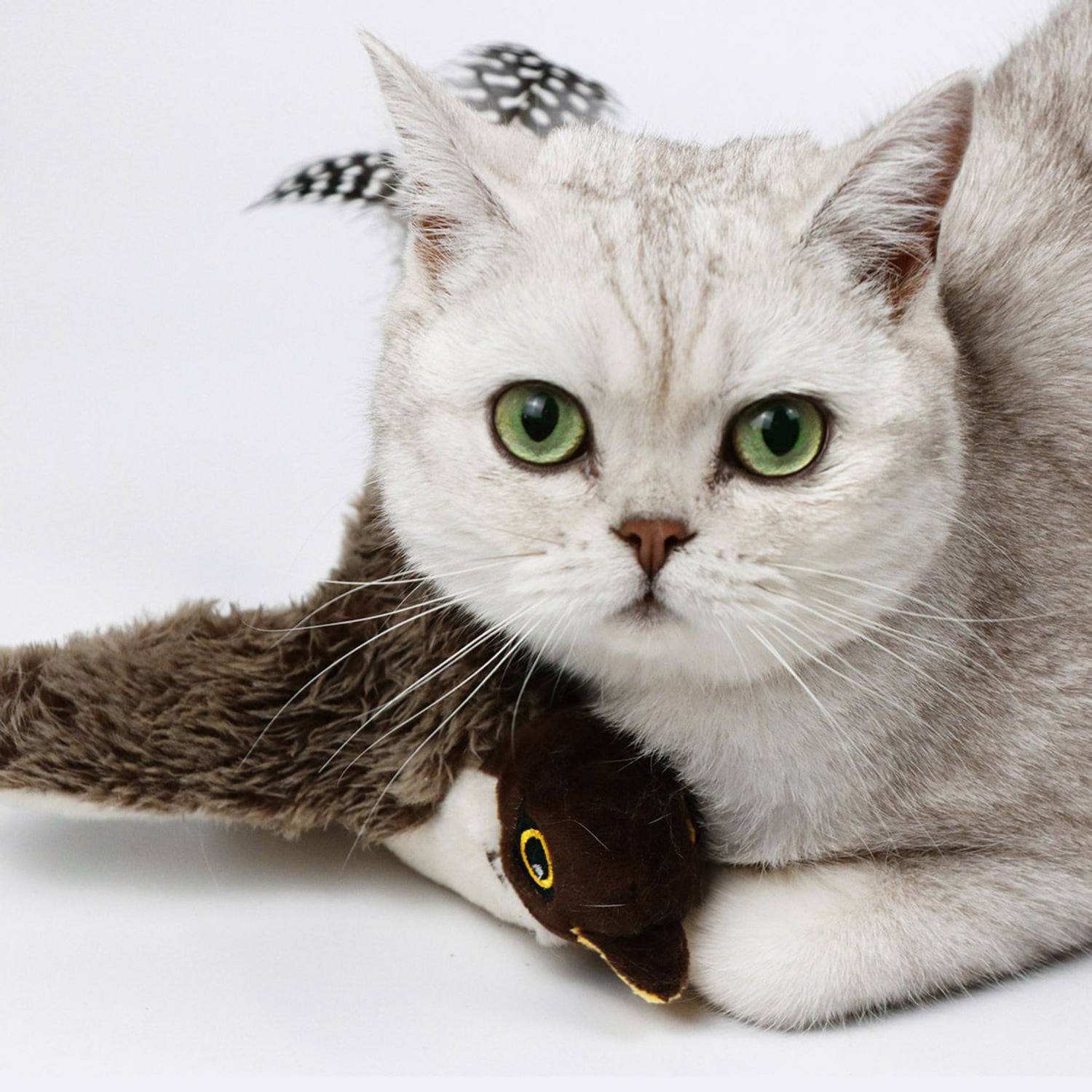 펫케어 춤추는 장난감 새 참새